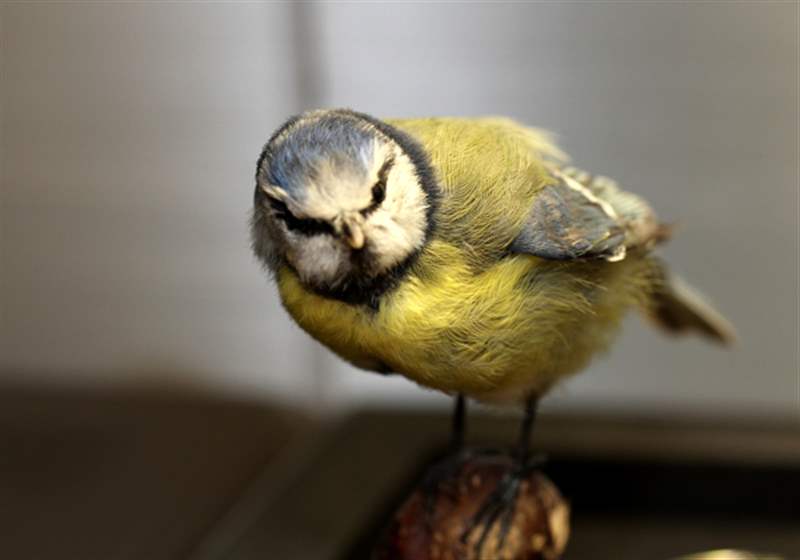 瑞士鐘表博物館中陳舊的自動機(jī)和其他發(fā)條裝置作品-復(fù)刻表